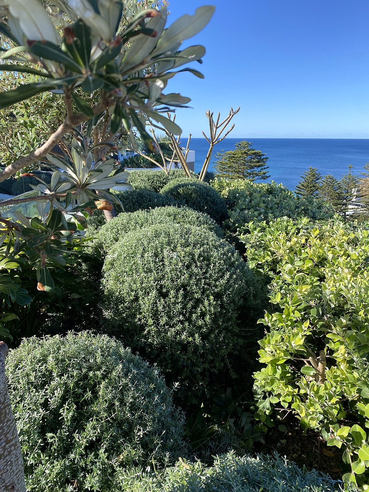 Clipped coastal garden with ocean views, maintained under an ongoing grounds contract