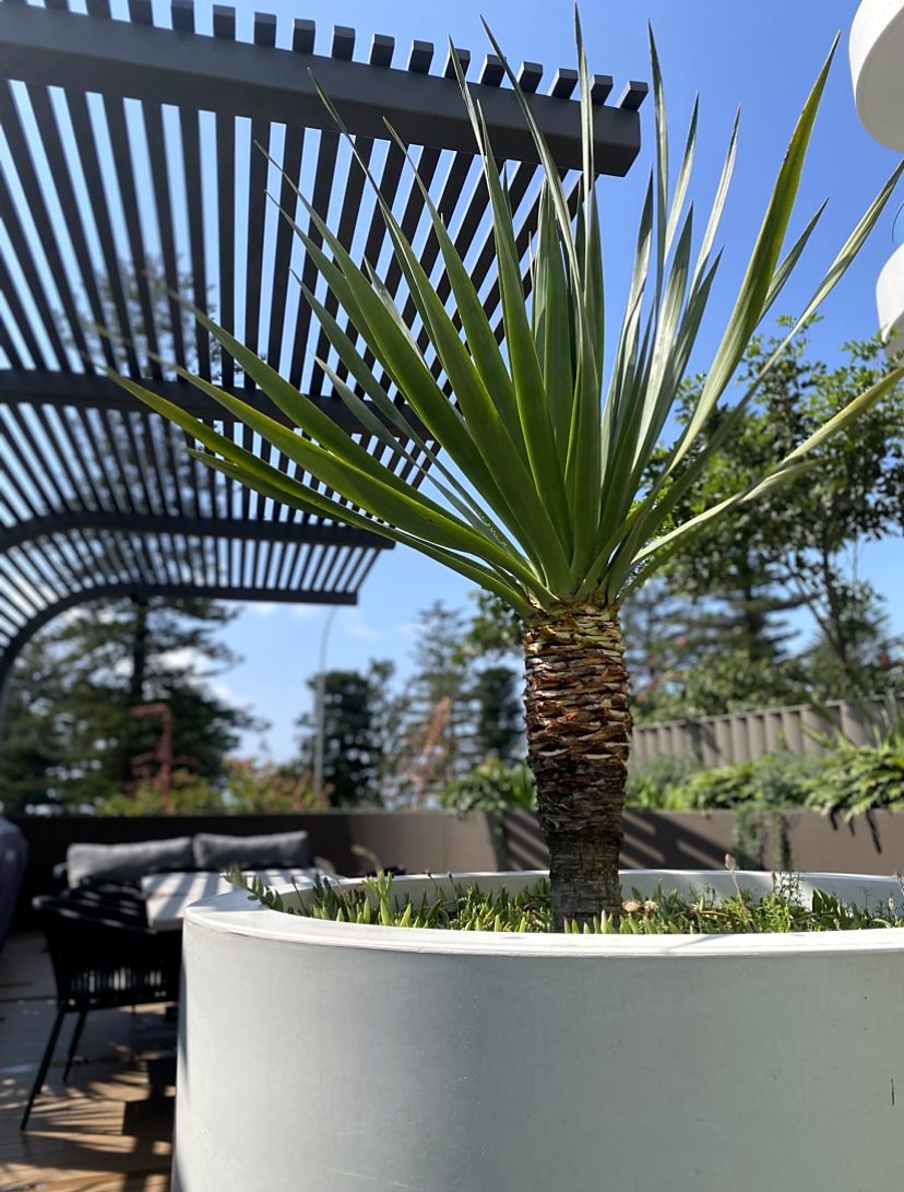 Feature palm in a large planter on a commercial rooftop terrace with pergola